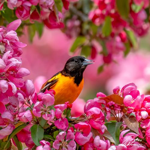 Oriole among Pink Blossoms(Baltimore Oriole and Crabapple)