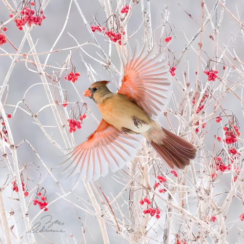 Pretty in Flight (Cardinal)