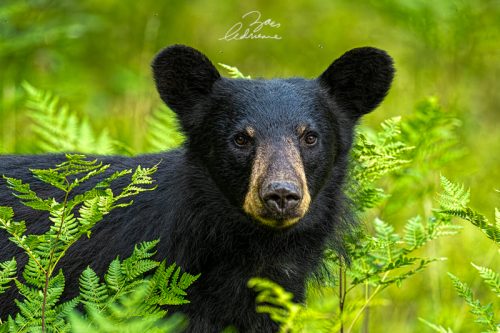 Young Black Bear