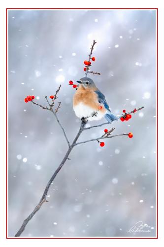 Winterberry Perch (Eastern Bluebird)